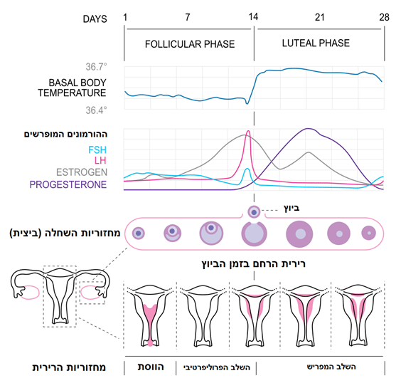רירית הרחם - מהי רירית הרחם עבה או דקה? | אבי קליין דיקור סיני